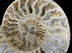 Beautiful Choffaticeras Ammonite - Half #29155-1